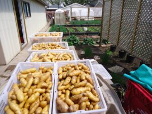 fingerlingsintheyard