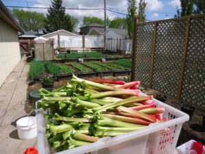 Rhubarb