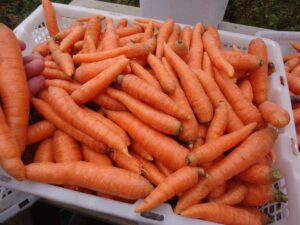 Carrots